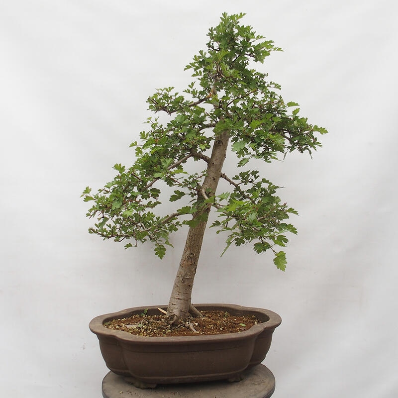 Vonkajší bonsai - Hloh - Crataegus monogyna