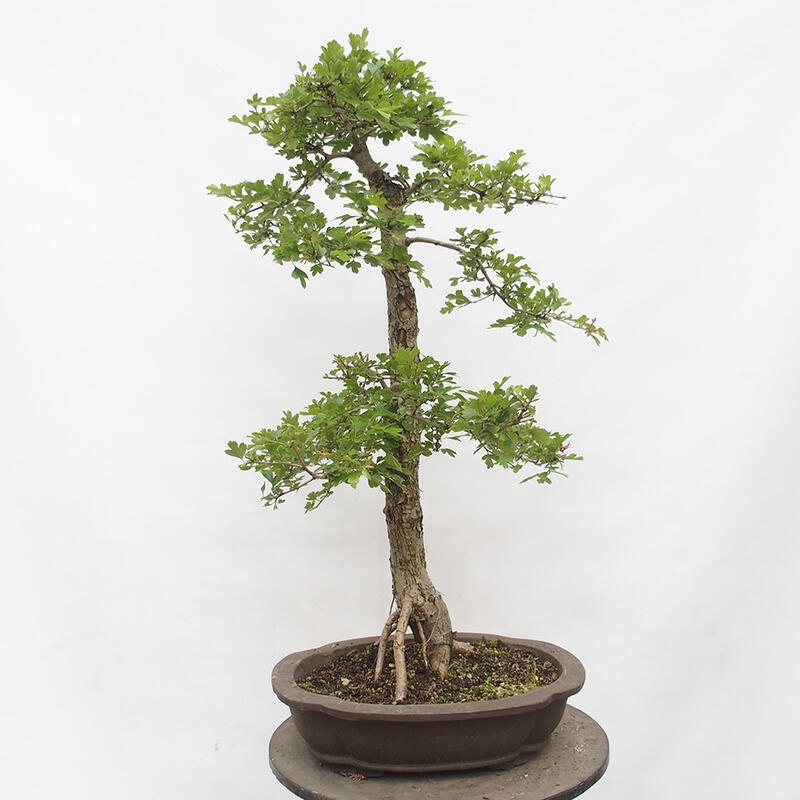 Vonkajší bonsai - Hloh - Crataegus monogyna