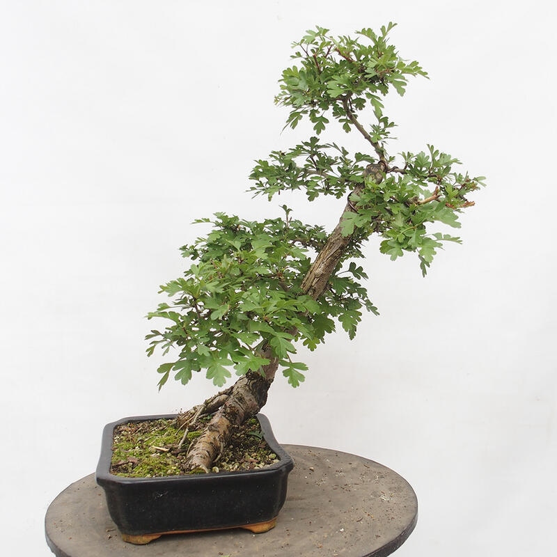 Vonkajší bonsai - Hloh - Crataegus monogyna