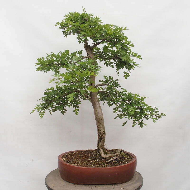 Vonkajší bonsai - Hloh - Crataegus monogyna