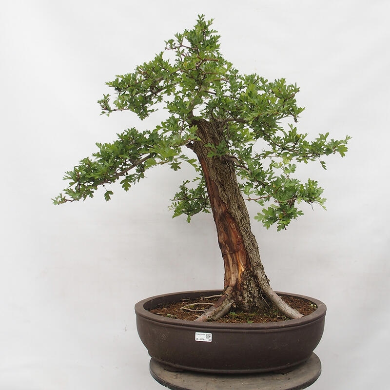 Vonkajší bonsai - Hloh - Crataegus monogyna