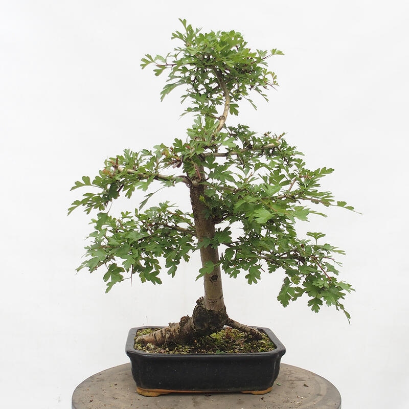 Vonkajší bonsai - Hloh - Crataegus monogyna