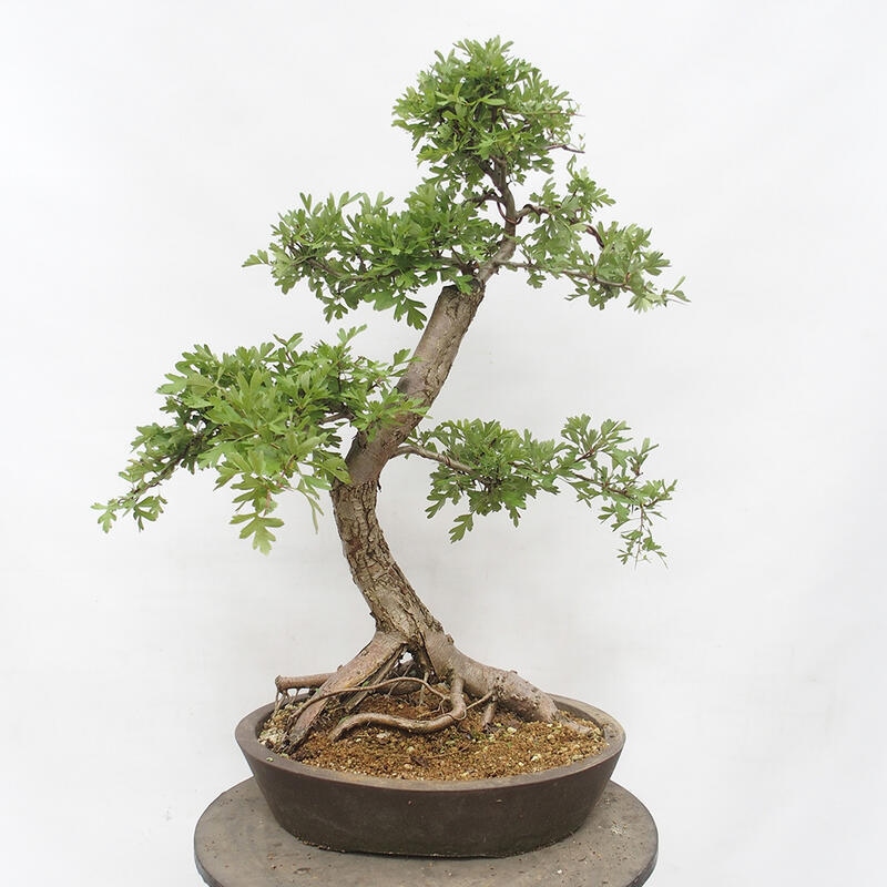 Vonkajší bonsai - Hloh - Crataegus monogyna