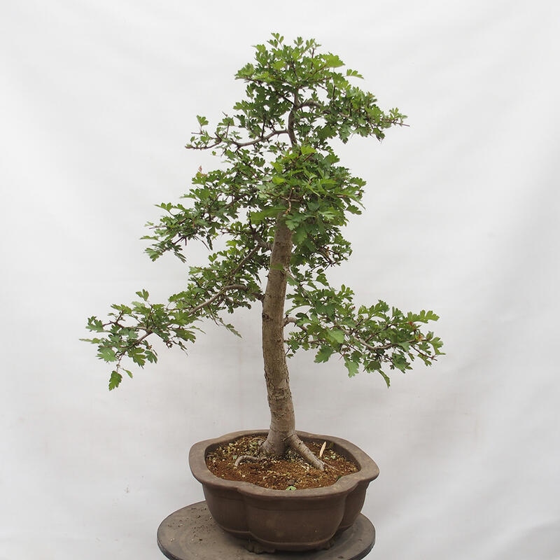 Vonkajší bonsai - Hloh - Crataegus monogyna