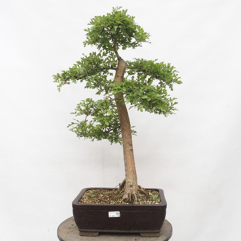 Vonkajší bonsai - Hloh - Crataegus monogyna