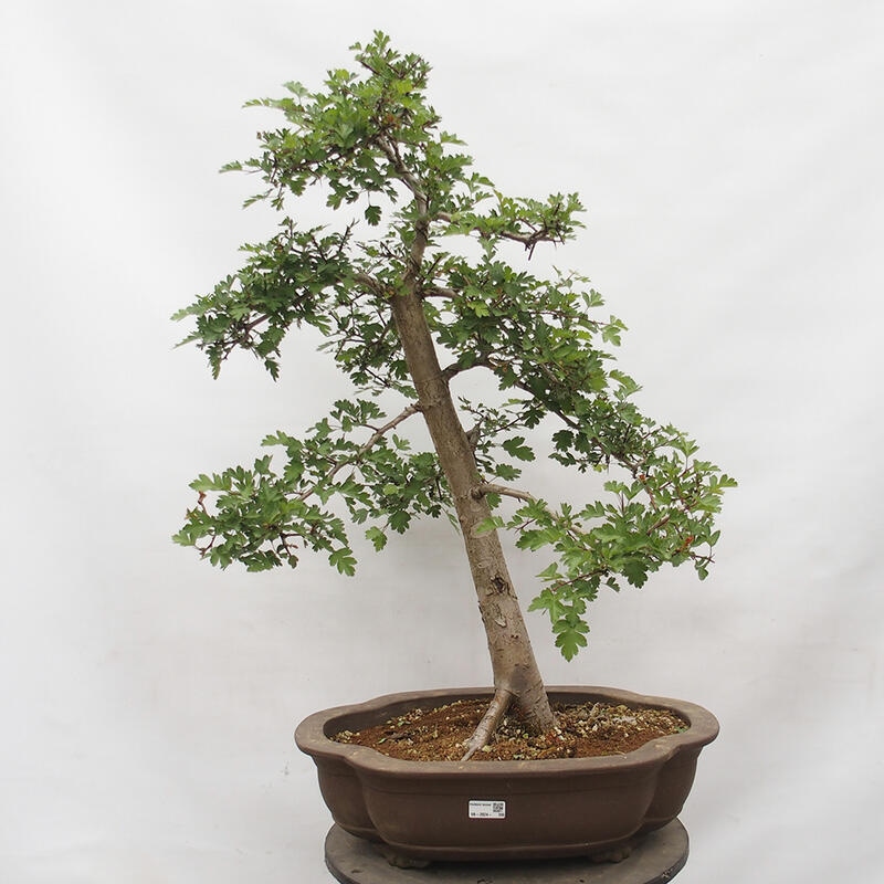 Vonkajší bonsai - Hloh - Crataegus monogyna