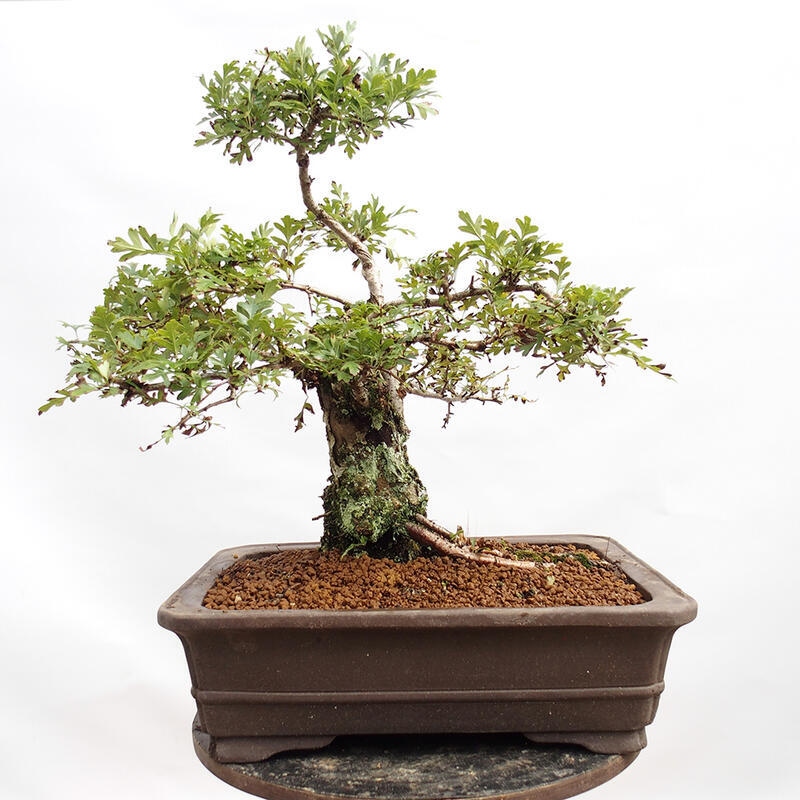 Vonkajší bonsai - Hloh - Crataegus monogyna