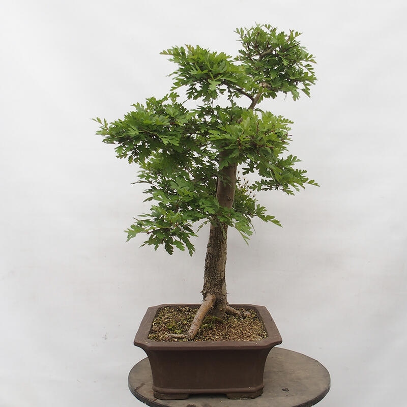 Vonkajší bonsai - Hloh - Crataegus monogyna