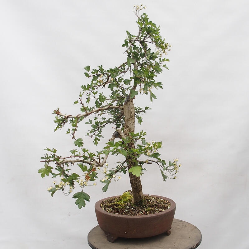 Vonkajší bonsai - Hloh - Crataegus monogyna