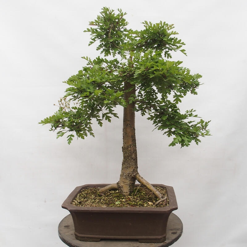 Vonkajší bonsai - Hloh - Crataegus monogyna