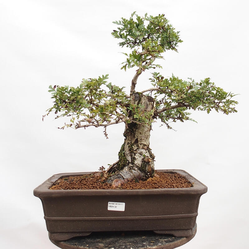 Vonkajší bonsai - Hloh - Crataegus monogyna