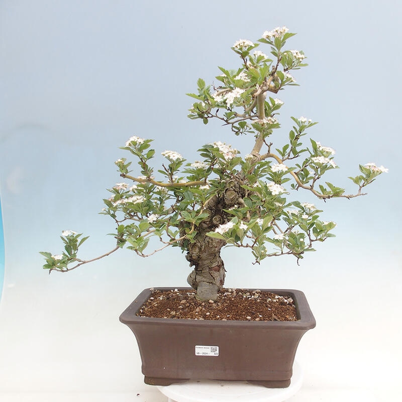 Vonkajší bonsai - Hloh klinovitý - Crataegus cuneata