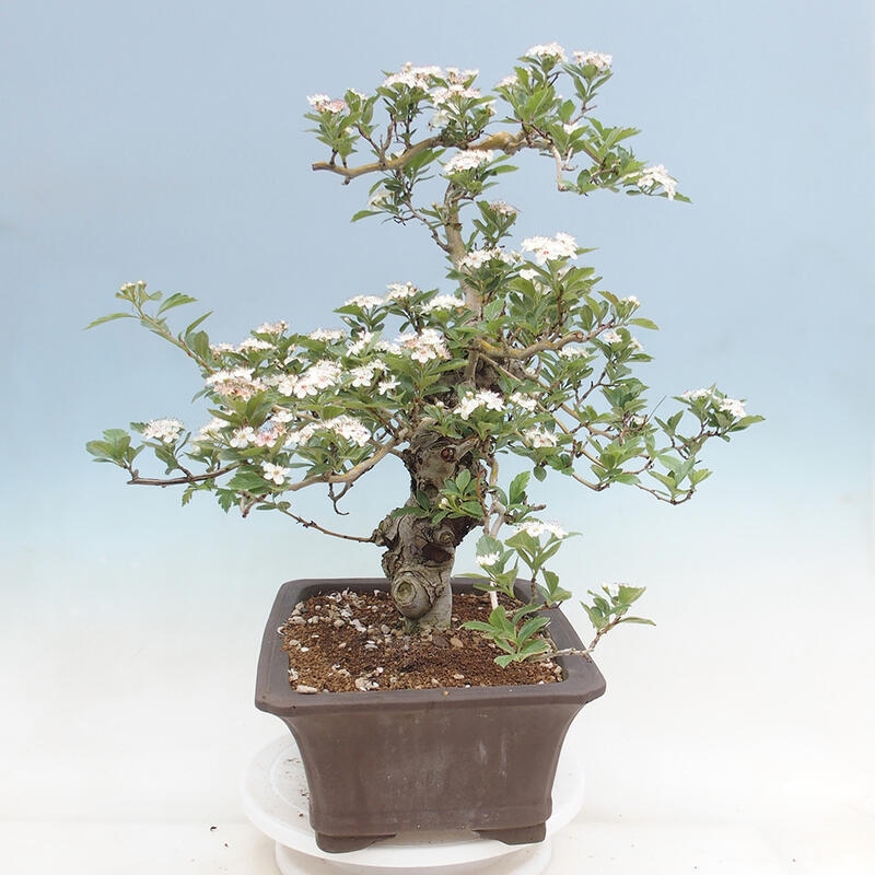 Vonkajší bonsai - Hloh klinovitý - Crataegus cuneata