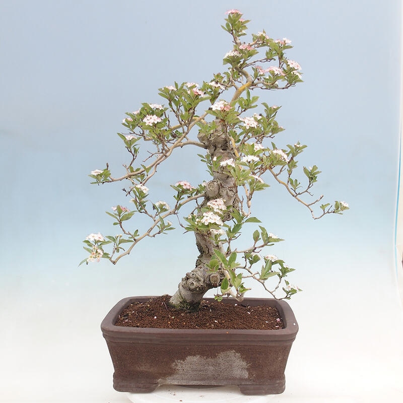 Vonkajší bonsai - Hloh klinovitý - Crataegus cuneata