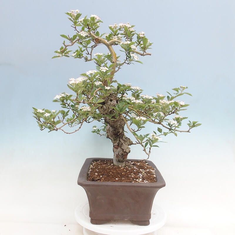 Vonkajší bonsai - Hloh klinovitý - Crataegus cuneata