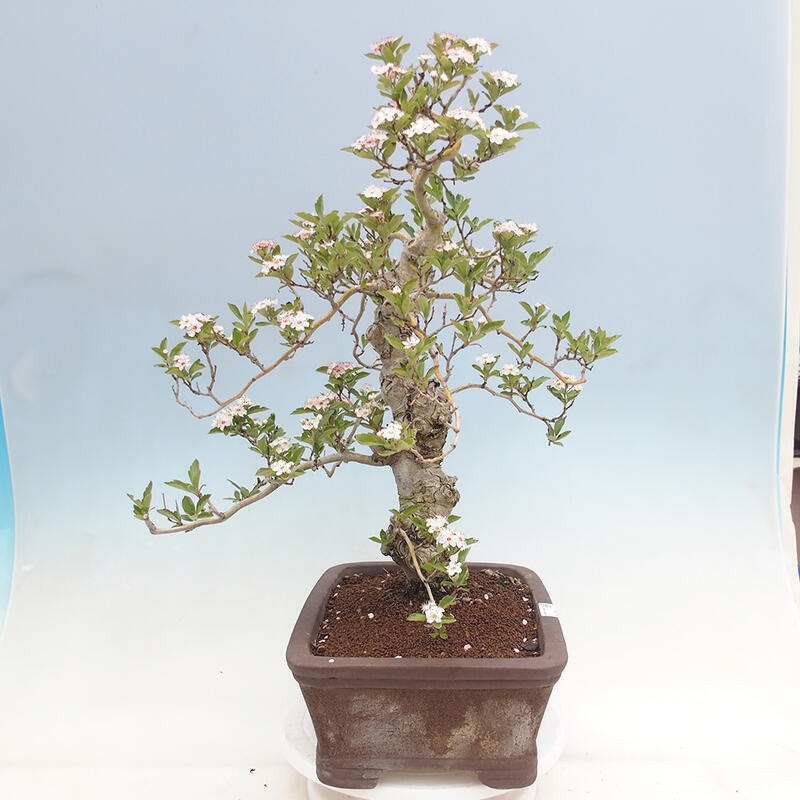 Vonkajší bonsai - Hloh klinovitý - Crataegus cuneata