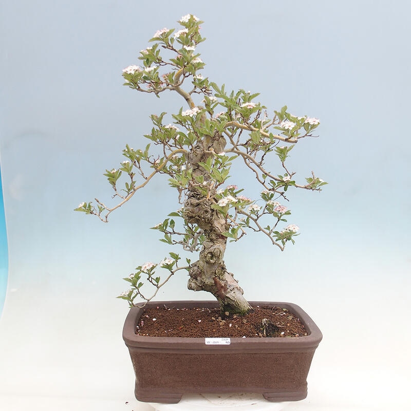 Vonkajší bonsai - Hloh klinovitý - Crataegus cuneata