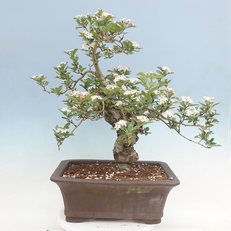 Vonkajší bonsai - Hloh klinovitý - Crataegus cuneata