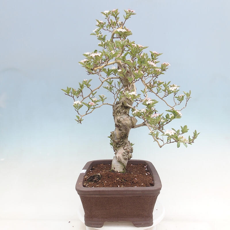 Vonkajší bonsai - Hloh klinovitý - Crataegus cuneata