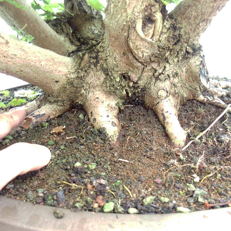 Vonkajší bonsai -Javor babyka - Acer campestre