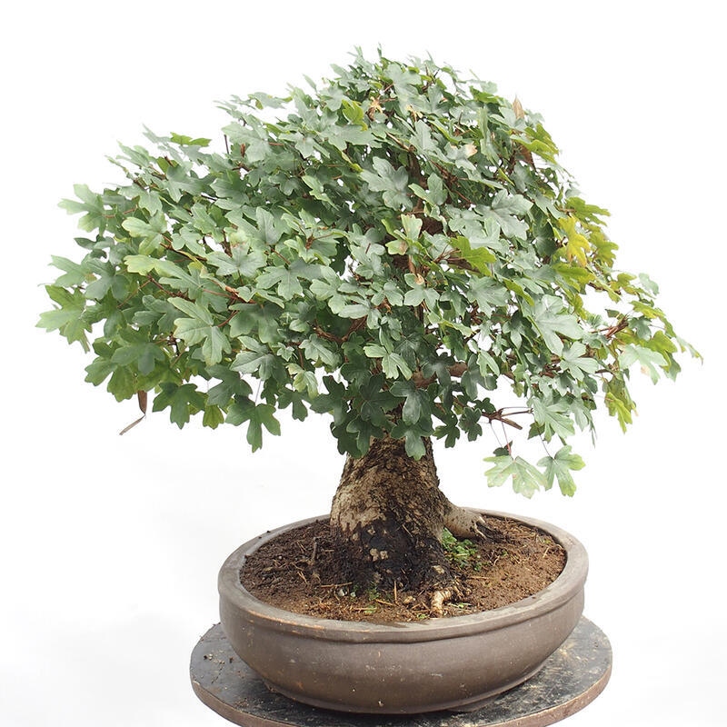 Vonkajší bonsai -Javor babyka - Acer campestre