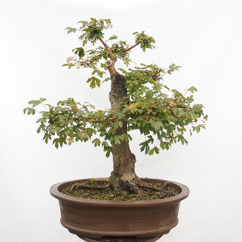 Vonkajší bonsai -Javor babyka - Acer campestre