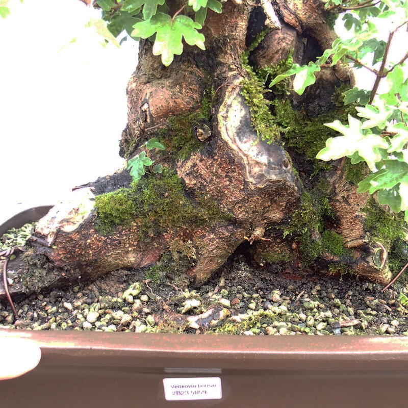 Vonkajší bonsai -Javor babyka - Acer campestre