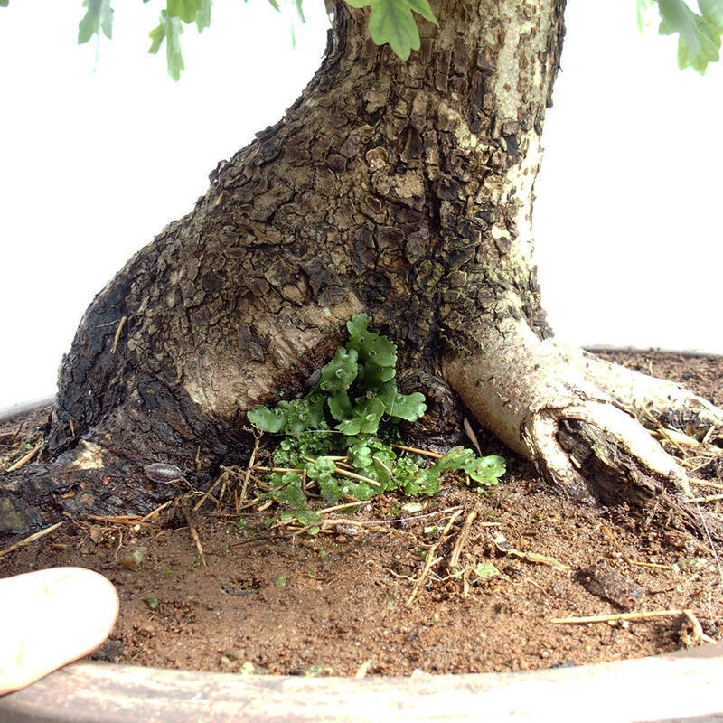 Vonkajší bonsai -Javor babyka - Acer campestre