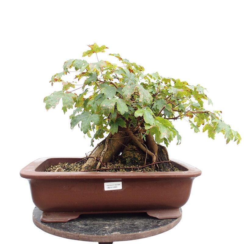 Vonkajší bonsai -Javor babyka - Acer campestre