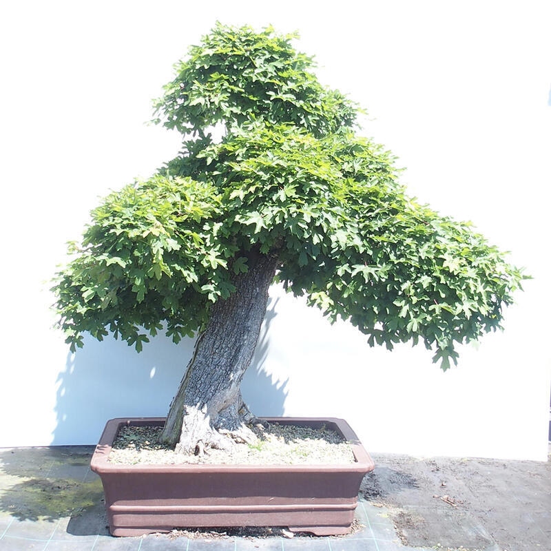 Vonkajší bonsai -Javor babyka - Acer campestre