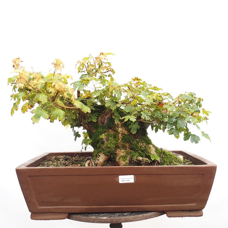 Vonkajší bonsai -Javor babyka - Acer campestre