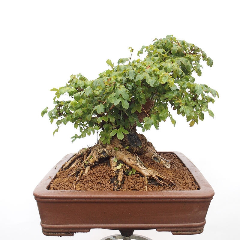 Vonkajší bonsai -Javor babyka - Acer campestre