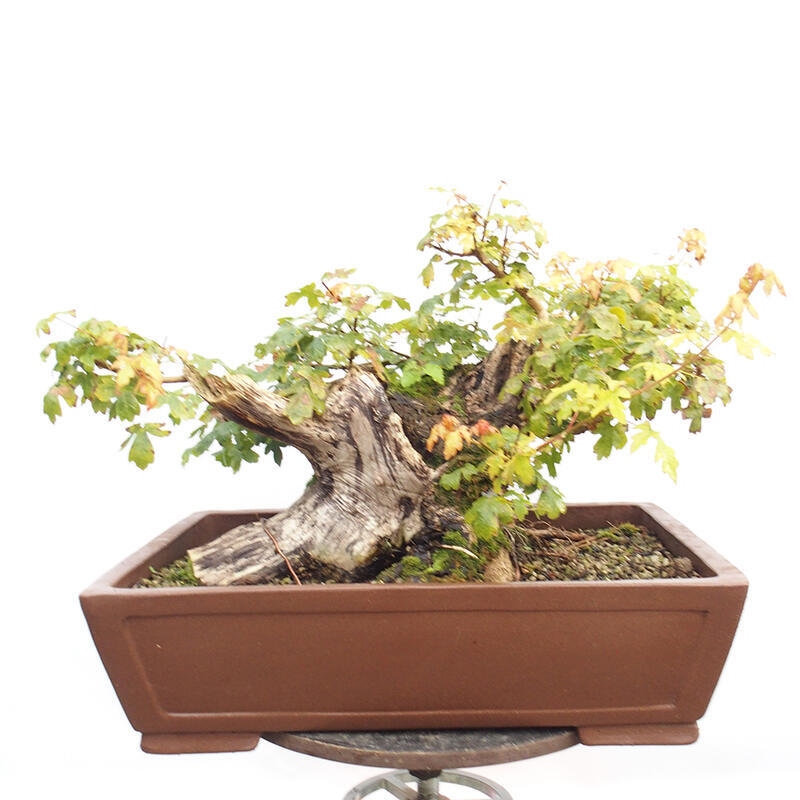 Vonkajší bonsai -Javor babyka - Acer campestre