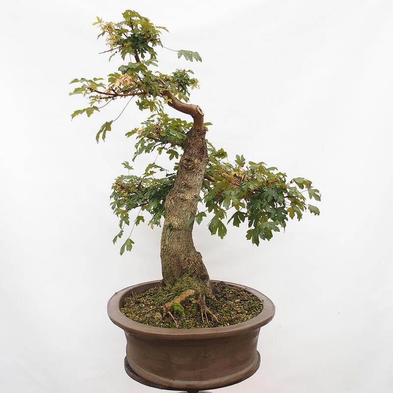 Vonkajší bonsai -Javor babyka - Acer campestre