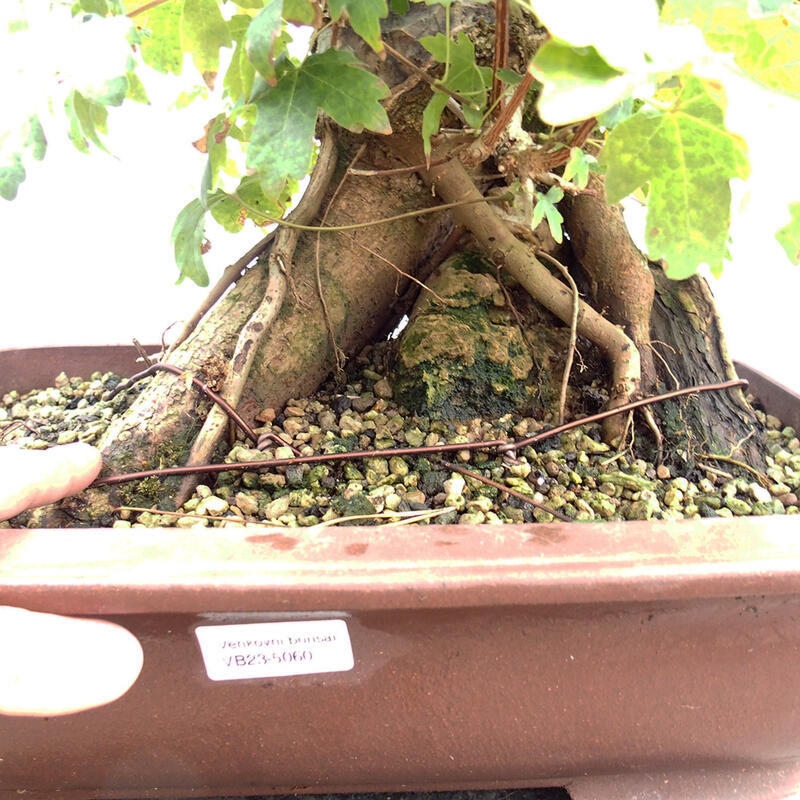 Vonkajší bonsai -Javor babyka - Acer campestre