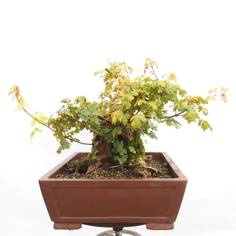 Vonkajší bonsai -Javor babyka - Acer campestre