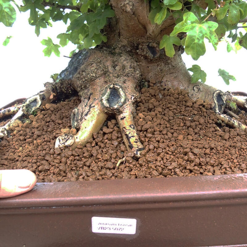 Vonkajší bonsai -Javor babyka - Acer campestre