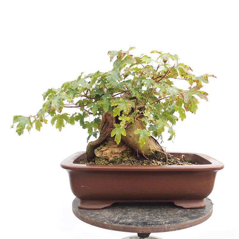 Vonkajší bonsai -Javor babyka - Acer campestre