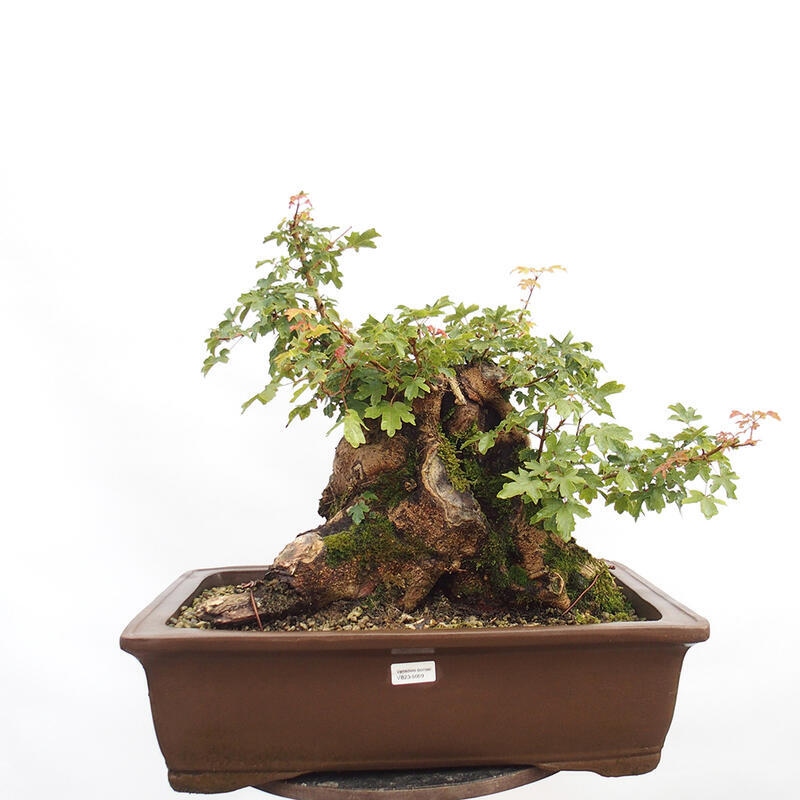 Vonkajší bonsai -Javor babyka - Acer campestre