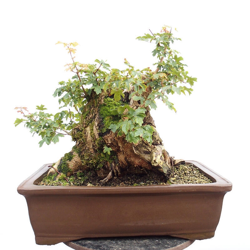 Vonkajší bonsai -Javor babyka - Acer campestre