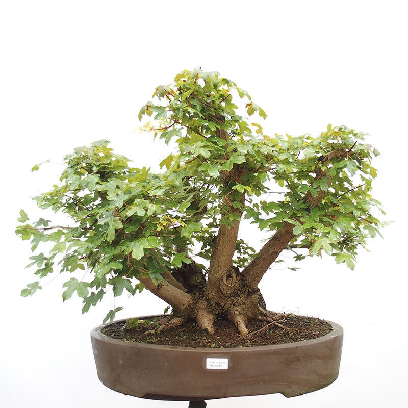 Vonkajší bonsai -Javor babyka - Acer campestre