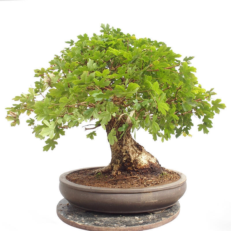 Vonkajší bonsai -Javor babyka - Acer campestre