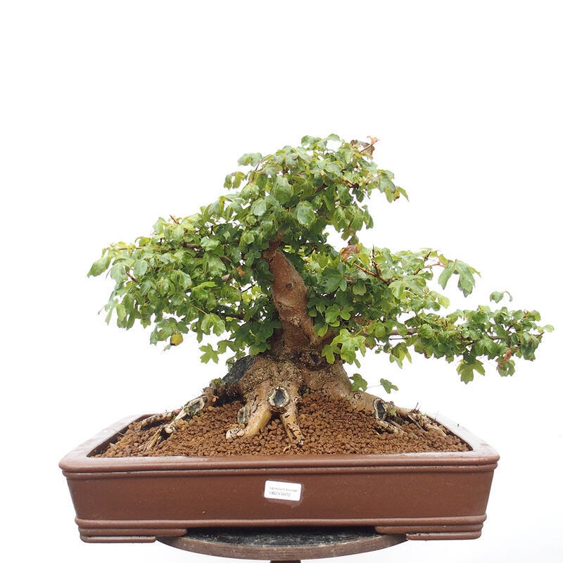 Vonkajší bonsai -Javor babyka - Acer campestre