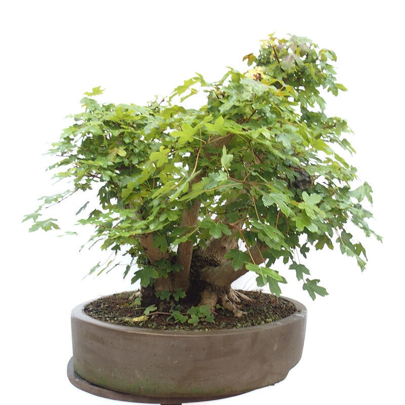 Vonkajší bonsai -Javor babyka - Acer campestre