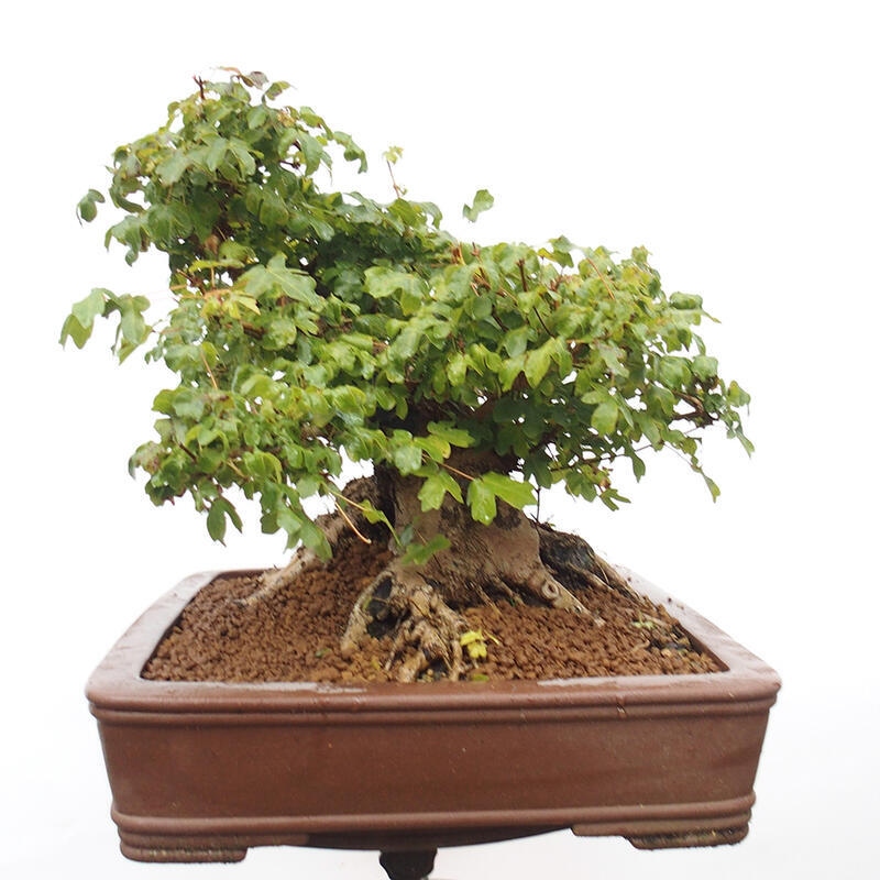 Vonkajší bonsai -Javor babyka - Acer campestre