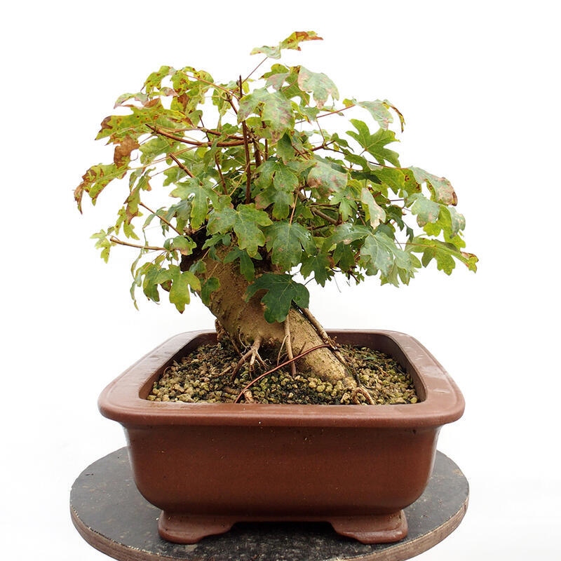 Vonkajší bonsai -Javor babyka - Acer campestre