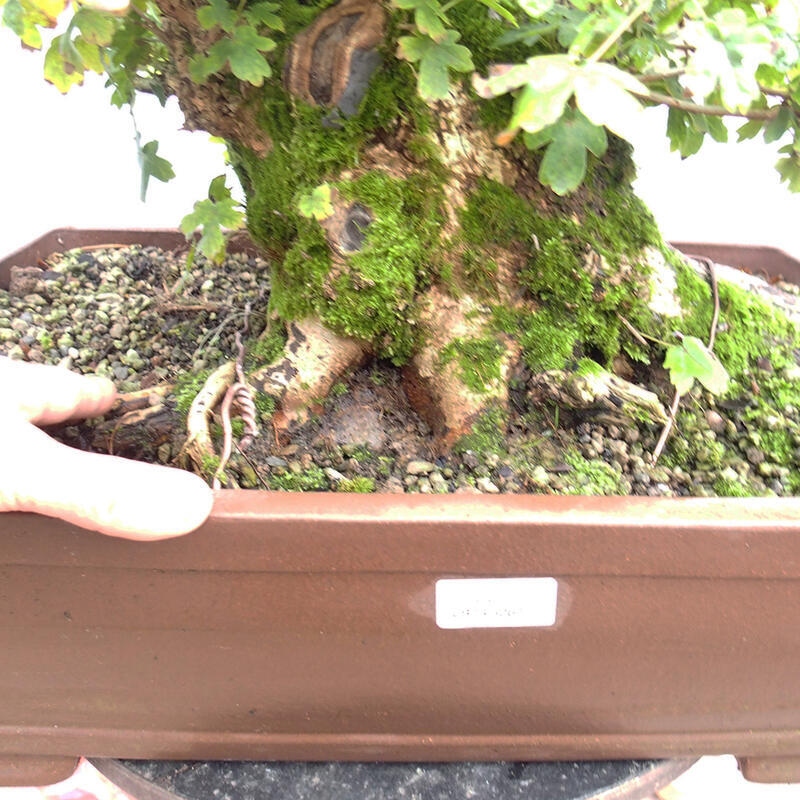 Vonkajší bonsai -Javor babyka - Acer campestre