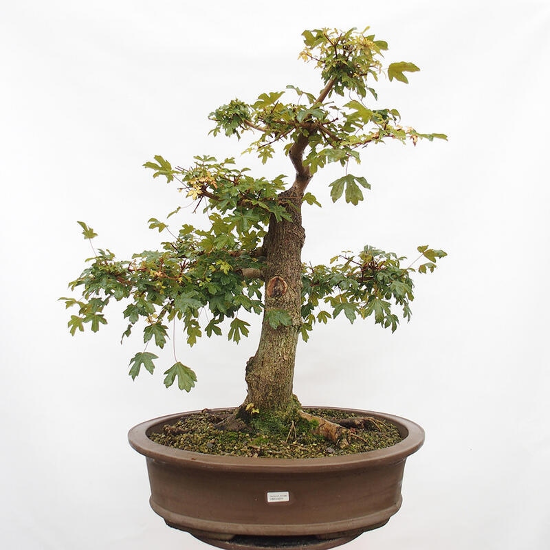 Vonkajší bonsai -Javor babyka - Acer campestre