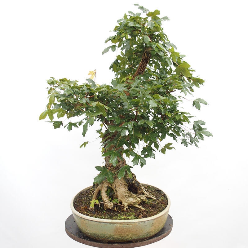 Vonkajší bonsai -Javor babyka - Acer campestre