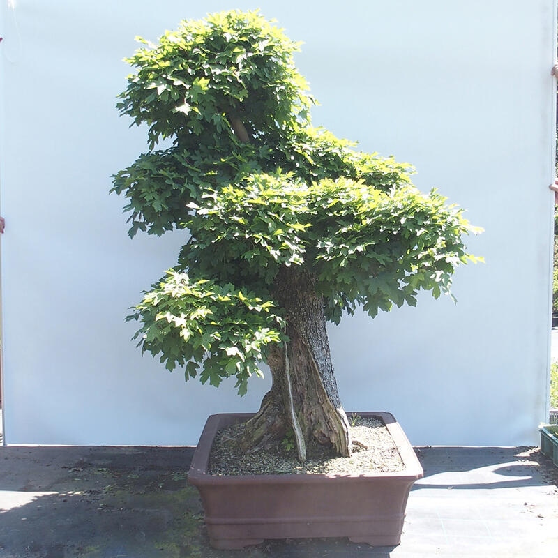 Vonkajší bonsai -Javor babyka - Acer campestre